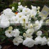 Sale Lisianthus Flower Seeds Eustoma Grandiflorum Seeds for Planting thumbnail-2