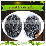 Inner Mongolia Natural Big Size Human Consumption Sunflower Seeds thumbnail-1