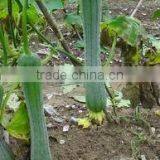 Chinese Hybrid Towel Gourd Seed Hybrid Luffa Seeds