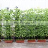 LXY160405 Green Bamboo,High Quality Artificial Bamboo Fencing thumbnail-3