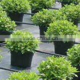 Greenhouse Plastic Film Ground Cover Weed Mat thumbnail-2