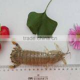 Frozen W/R Mantis Shrimp thumbnail-2