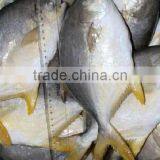Frozen Golden Pomfret Fish thumbnail-5