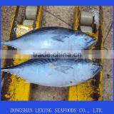 Frozen Whole Round Bonito Fish thumbnail-1
