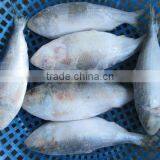 FRESH FROZEN SARDINE FISH OF ALO SEAFOOD thumbnail-4