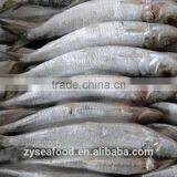 New Stock Sardine Seafood Supplier for Export thumbnail-3
