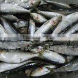 Frozen Sardine Sardinops thumbnail-2
