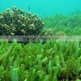 Spirulina Extract thumbnail-4