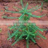 Phyllanthus Amarus thumbnail-2