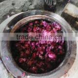 Fresh Rose Oil thumbnail-1