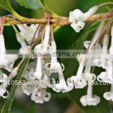 Osmanthus Absolute Oils thumbnail-1