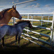 USA Hot Selling Wholesale Bulk Livestock Horse Panels 12ft Heavy Duty Corral Panels Livestock Fence Portable Metal thumbnail-3