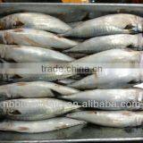 200-300g New Frozen Mackerel Fish