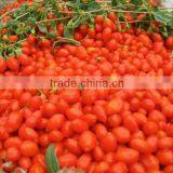 Ningxia goji Berries, from Himalaya goji berry area, bulk goji berry price, hot sell goji berries, 2015 fresh goji fruit