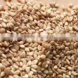 Natural Sesame Seed Sortex Clean