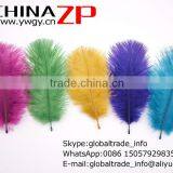 ZPDECOR No.1 Supplier in China Size From 6''-8'' Factory Exporting Popular Dyed MIx Colors Ostrich Feathers Plume for Decoration thumbnail-1
