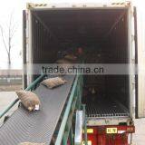 Chinese Chestnut thumbnail-1