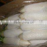 Fresh Radish thumbnail-1