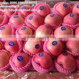 2016 Fresh Fuji Apple thumbnail-5