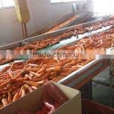 Fresh Water Washed Carrot/new Crop of Carrot thumbnail-1