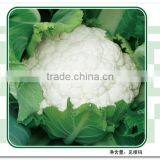 Plateau Over Summering Used High Yield Hybrid White Cauliflower Seed