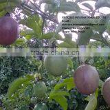 Fresh/frozen Passion Fruit thumbnail-2