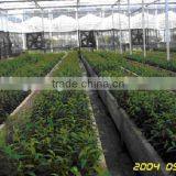Young Plant Nursery thumbnail-3