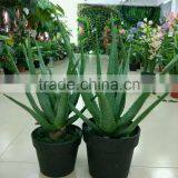 SJ300928 High Initation Aloe Vera Plant for Balcony Decoration thumbnail-3