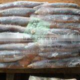 BQF Illex Argentina/argentinus Squid WR thumbnail-3