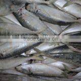 Frozen Horse Mackerel thumbnail-4