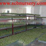Lucky Bamboo Dracaena Sanderiana Tower thumbnail-3