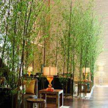 Artificial Bamboo Tree thumbnail-1