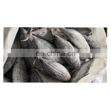 IQF WR Chinese Frozen Skipjack Tuna Fish Price for Export thumbnail-5