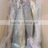 Frozen Mahi-mahi Fish and Coryphaena Hippurus thumbnail-4