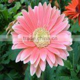 Flower 4 Seasons Wholesale Fresh Gerbera Flowers thumbnail-4