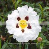 Cistus Absolute thumbnail-1