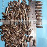 Large Size Sunflower Seed 363/ 601 Xinjiang Orgin Sunflower Seeds