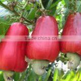 VIETNAMESE CASHEW KERNELS WW320 thumbnail-6