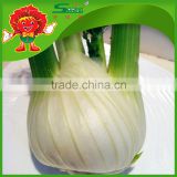 Best Quality Fennel with Good Price