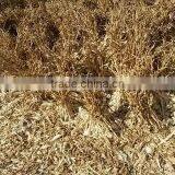 DRY GARLIC FROM EGYPT RED AND WHITE GOOD PRICE thumbnail-2