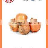 Export China Fresh Organic New Crop Red and Yellow Onion thumbnail-3