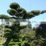 Japanese Bonsai Tree Podocarpus Macrophylls