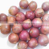 Podisu Onion thumbnail-1