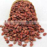 Edible Red Water Melon Seeds Big Size thumbnail-1