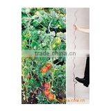 Galvanized Tomato Spirals Wire