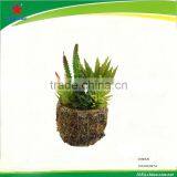 Artificial Succulent Plants With Rattan Pot thumbnail-1