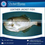 2016 Frozen Whole Roud Leather Jacket Fish Supplier