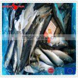 Grade A Frozen Pacific Mackerel thumbnail-4