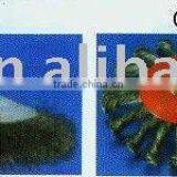 Wire Bevel Brush Circular and Cup (1201)-lucy