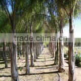 Syagrus Romanzoffiana thumbnail-2